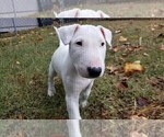 Small Photo #2 Bull Terrier Puppy For Sale in CHESAPEAKE, VA, USA