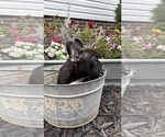 Small #7 French Bulldog
