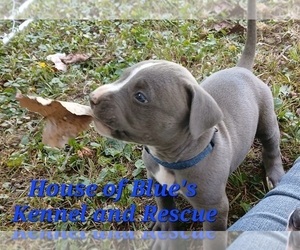 American Pit Bull Terrier Puppy for sale in DELAWARE, OH, USA