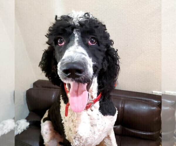 Medium Photo #1 Poodle (Standard) Puppy For Sale in MESA, AZ, USA