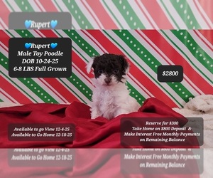 Poodle (Toy) Puppy for sale in TUCSON, AZ, USA