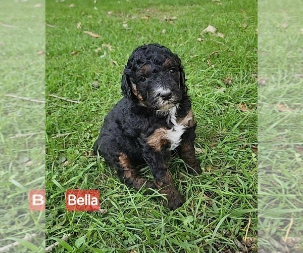 Medium Photo #2 Poodle (Miniature) Puppy For Sale in WHITEWATER, WI, USA