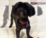 Small #1 Shih Tzu Mix