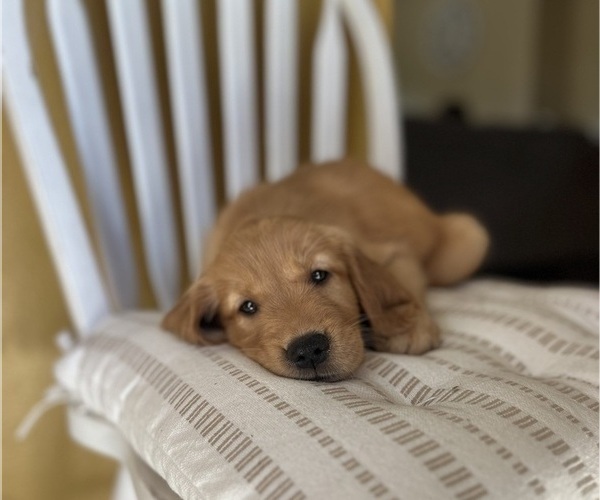 Medium Photo #9 Golden Retriever Puppy For Sale in SACRAMENTO, CA, USA