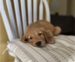 Small #8 Golden Retriever