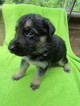 Small Photo #2 German Shepherd Dog Puppy For Sale in MACON, MO, USA