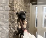 Small #17 Belgian Malinois