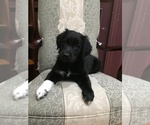 Small Photo #1 Australian Retriever Puppy For Sale in AUBURN, MA, USA