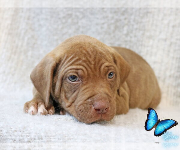 Medium Photo #2 Mastiff-Unknown Mix Puppy For Sale in Wakefield, RI, USA