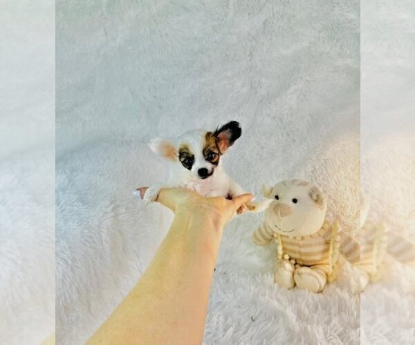 Medium Photo #1 Chihuahua Puppy For Sale in MIAMI, FL, USA