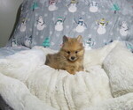 Small #2 Pomeranian