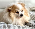 Small #1 Pomeranian Mix