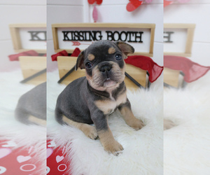 French Bulldog Puppy for sale in QUINCY, MI, USA