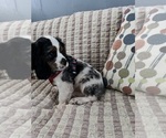 Small Photo #1 Cocker Spaniel Puppy For Sale in DURHAM, CT, USA