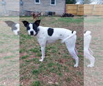 Small #12 Rat Terrier Mix