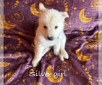 Puppy Silver girl German Shepherd Dog-Siberian Husky Mix