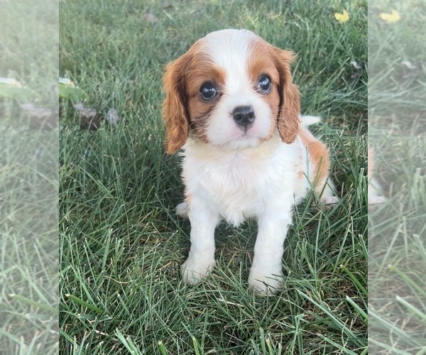Medium Photo #9 Cavalier King Charles Spaniel Puppy For Sale in PORTAGE, MI, USA