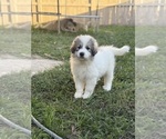 Small #8 Great Pyrenees