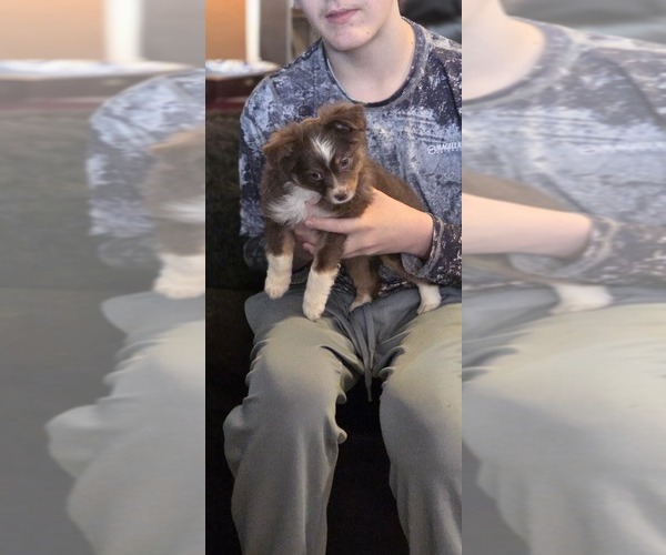 Medium Photo #3 Miniature Australian Shepherd Puppy For Sale in SHALLOWATER, TX, USA