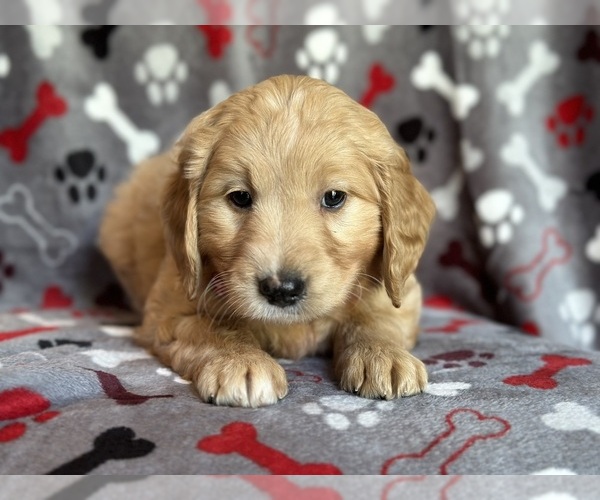 Medium Photo #9 Goldendoodle Puppy For Sale in LAKELAND, FL, USA