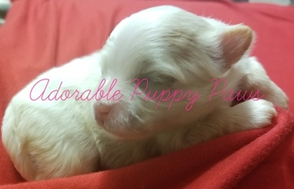 Mal-Shi-Maltese Mix Puppy for sale in ATHENS, AL, USA