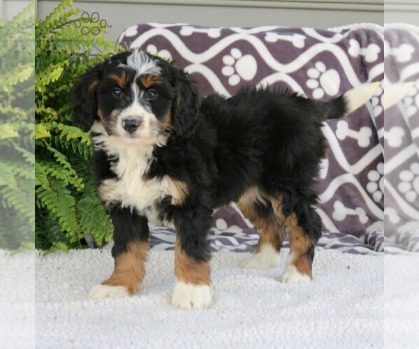 Medium Photo #5 Bernedoodle (Miniature) Puppy For Sale in NARVON, PA, USA
