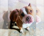Small American Bulldog Mix