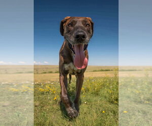 Scuttlebutt - Male Great Dane-Labrador Retriever Mix Dog for Adoption - Photo #4