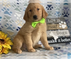 Golden Retriever Puppy for sale in LANCASTER, PA, USA