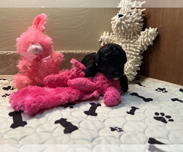 Medium Photo #9 Poodle (Toy) Puppy For Sale in CEDAR CITY, UT, USA