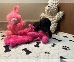 Small Photo #9 Poodle (Toy) Puppy For Sale in CEDAR CITY, UT, USA