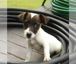Small Photo #1 Jack Russell Terrier Puppy For Sale in LIBERTY, KY, USA