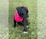 Small Photo #8 Boxer Puppy For Sale in ELDON, MO, USA