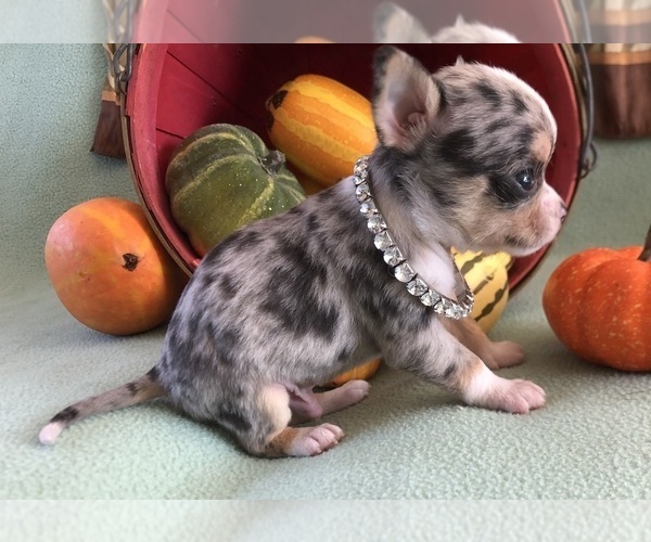 Medium Photo #3 Chihuahua Puppy For Sale in NEWVILLE, PA, USA