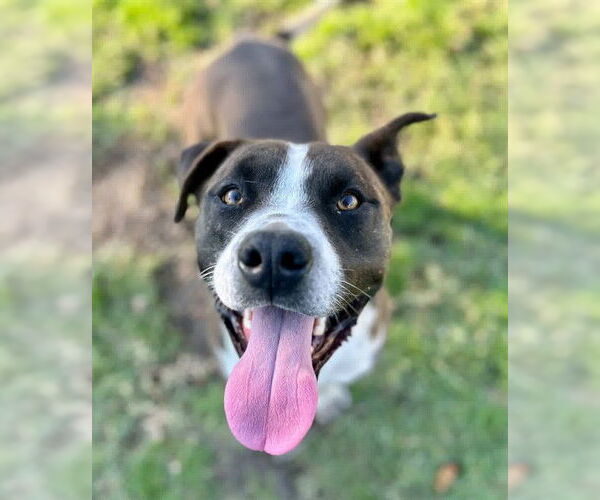 Medium Photo #3 Mutt Puppy For Sale in Riverside, CA, USA