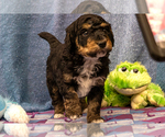 Small Photo #5 Bernedoodle (Miniature) Puppy For Sale in ROY, UT, USA