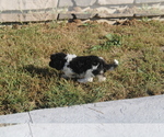 Small Photo #9 Zuchon Puppy For Sale in BLOOMINGTON, IN, USA
