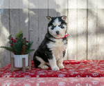 Puppy Jessa Siberian Husky