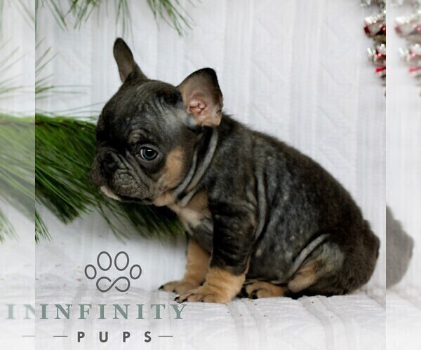 Medium Photo #5 French Bulldog Puppy For Sale in LITITZ, PA, USA