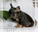 Small #4 French Bulldog