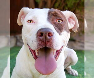 American Staffordshire Terrier Dogs for adoption in Albuquerque, NM, USA