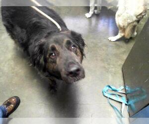 German Shepherd Dog Dogs for adoption in Tulsa, OK, USA