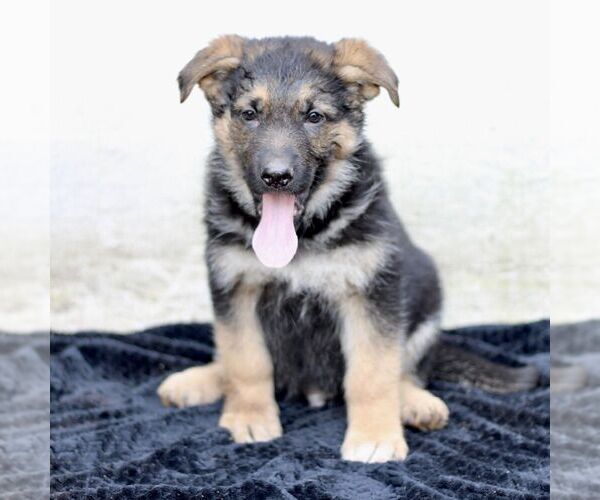 Medium Photo #1 German Shepherd Dog Puppy For Sale in READING, PA, USA