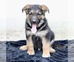 Small Photo #1 German Shepherd Dog Puppy For Sale in READING, PA, USA