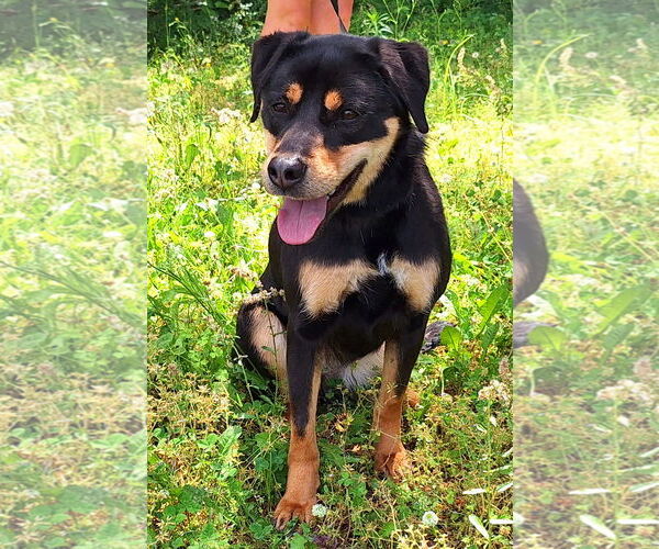 Medium Photo #1 Mutt Puppy For Sale in Wetumpka, AL, USA
