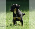 Small #5 Shepweiller