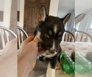 German Shepherd Dog-Siberian Husky Mix Puppy for sale in COVENTRY, RI, USA