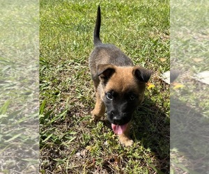 Malinois Puppy for sale in LEXINGTON, NC, USA