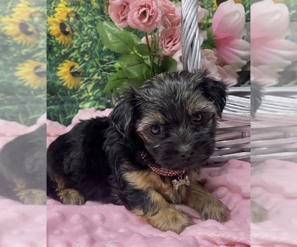 Medium Photo #4 Shorkie Tzu Puppy For Sale in SELLERSBURG, IN, USA