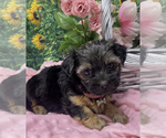Small #3 Shorkie Tzu